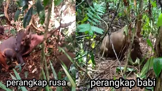 Download Perangkap dapat babi hutan besar dan rusa langka MP3