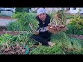 Download Lagu Organic Gardening In USA/Hard work Payoff/Jenna Shrestha Organic garden/What I Grow In My Garden?