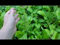 My Spinach Is Bolting My Spinach Is Bolting