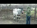 2019 ApHC bay leopard weanling Toby 3rd round pen session