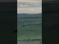 Download Lagu Mooove over! Herd of cows chase away grizzly bear on Montana ranch