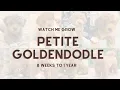 My Petite Goldendoodle Puppy Growing Up 8 weeks to 1 year Ivy the Petite Goldendoodle