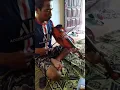 Download Lagu Biola Banyuwangi Pak Totok Rageman