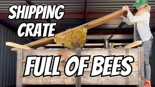 Big Box of Bees