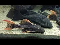 Feeding my Plecos - Pleco John