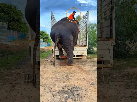 What happened to the elephant 😲