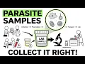 Parasitology Specimen Collection Stool Blood Urine Preservation Transport