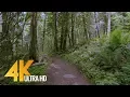 Download Lagu 4K Virtual Forest Walk - 5 Hours Walking in the Woods, Grand Ridge Trail, Issaquah, WA