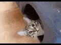 cat hello GIF