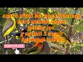 Download Lagu Suara pikat burung pijantung \u0026 sogon paling jos. 5 menit langsung ngupul