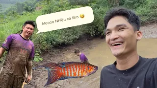 Về Quê Hút Cạn Ao 5 Năm để Bắt Cá Xí Cờ Về Nuôi | Mạc Văn Khoa 