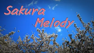 Download Sakura Melody 槇原敬之 歌詞付 MP3