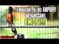 Download Lagu PANCINGAN EMOSI MURAI BATU LANGSUNG BUNYI 100% AMPUH BIKIN AUTO NGAMUK