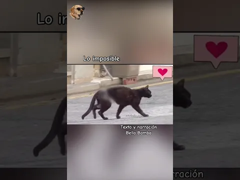 Lo imposible #bellabamba #animales #historiasdeanimales #catlover #gato