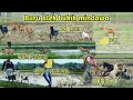 Download Lagu BURU ALEK BUKIK MINDAWA DALAM RANGKA ULANG TAHUN KAB. DHARMASRAYA | Part II | Rodyank Channel