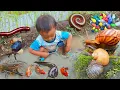 Download Lagu Petualangan Menemukan Ikan Hias, Keong, Bekicot, Kepiting, dan Luwing Kaki Seribu di Sawah