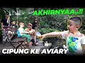 Download Lagu BETAH BANGET CIPUNG DI AVIARY. SAMPE GAMAU PULANG..!