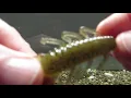Karl s Amazing Baits Kicker Craw tank test