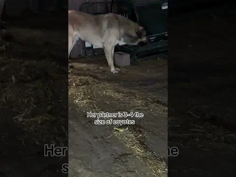 Your farm cat isn’t safe from coyotes