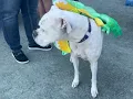 Flow Subaru of Burlington 2022 Woofstock Event Recap
