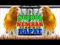 Download Lagu Kenari ngerol durasi panjang nembak rapat suara jernih||Masteran dan Pancingan Kenari
