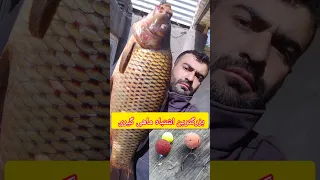 بزرگترین اشتباه ماهی گیری ماهیگیری صید ماهی سد ریسه ماهیگیری حرفه ای طعمه طعمها کلیپ Shorts 