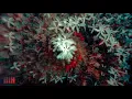 Enamour & Aryan Saleh - Run Away
