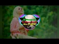 Download Lagu Dj Mama imut Gomez lx