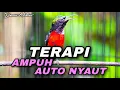 Download Lagu TERAPI KONIN GACOR FULL ISIAN TEMBAKAN VARIASI ROLL TEMBAK COCOK BUAT DONGKRAK EMOSI KOLIBRI NINJA
