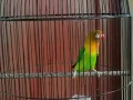 Download Lagu Suara lovebird \