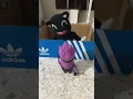 Cartoon cat plush test