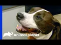 Dog Is Excited to Move His Leg Again Dr Jeff Rocky Mountain Vet
