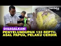 Lagu TNI AL Gagalkan Penyelundupan 133 Reptil Asal Papua Lewat Jalur Laut