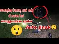 Download Lagu Cara Menangkap burung ruak ruak menggunakan speker ! Gampang banget guys