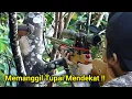 MEMANGGIL TUPAI #50 || Suara Pemikat Ampuh Tupai Mendekat