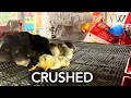 Tractor Supply s AWFUL New Brooders