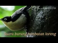 Download Lagu Suara Masteran - Burung Rambatan Loreng