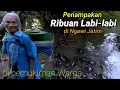 Lagu MENAKJUBKAN..!!Penampakan Kawanan Bulus Labi-labi Kura-kura air tawar di saluran air pedesaan Ngawi.
