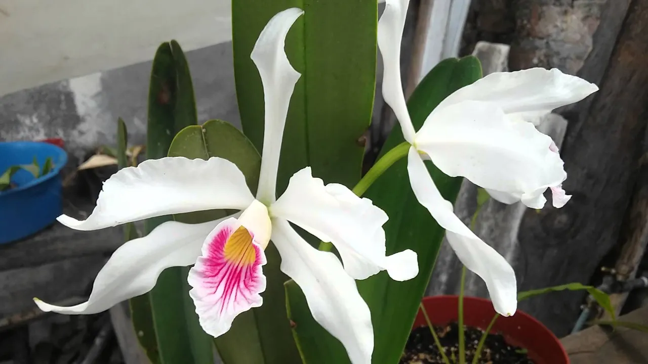 CULTIVANDO ORQUÍDEAS PARTE 7: CÓMO CUIDAR LA FLOR DE UNA ORQUÍDEA?