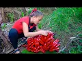 Download Lagu Harvest Red Bananas \u0026 Sell at Countryside Market | Farm Life \u0026 Vegetable Gardening