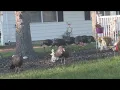 NJ DEP To Trap Toms River Turkeys