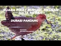 Download Lagu suara pikat burung tikusan mata merah durasi panjang ‼️‼️‼️