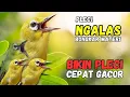 Suara Pleci Ngalas Materi, Bikin Pleci Cepat Gacor