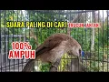 Lagu Trucuk betina memanggil jantan ampuh buat pancingan agar bunyi jadikan trucukmu gacor nyaut