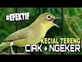 Ciak keker pancingan kecial kuning | Efektif 100% @lombokkecialkuning #ciakciak