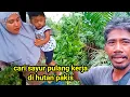 Download Lagu look for ferns in the fern forest
