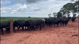 Pastoreio intenso irrigado, Agua clara MS.