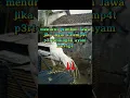 Lagu Ayam menurut primbon Jawa #ayambangkok #ternakayam #ayam
