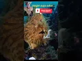 Download Lagu ikan aneh dan cerdik memikat mangsa dengan antena diwajahnya#animal #binatang #cerdik#frogfish