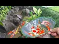 Serunya menangkap ikan koi, ikan mas, ikan predator, ikan gurame